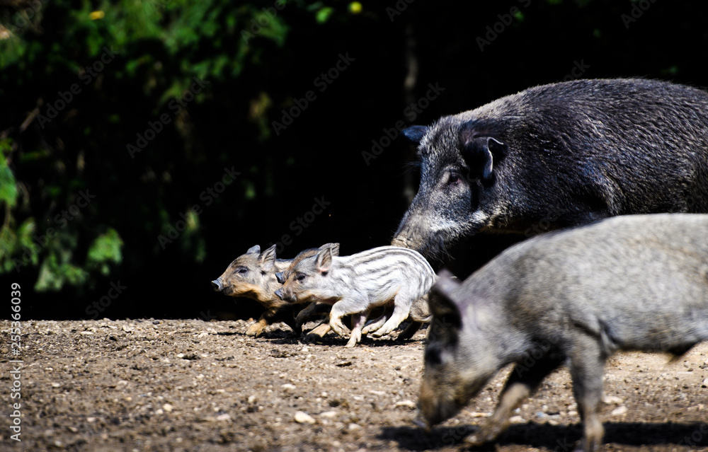 Young wild Boar Young wild Boar