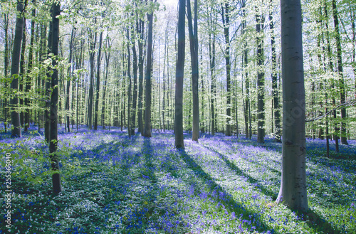 Morning light in the blue forest with bluebells photo