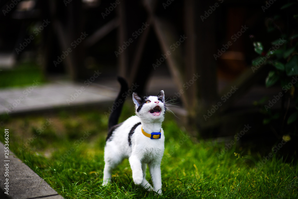 Cat with different colored eyes