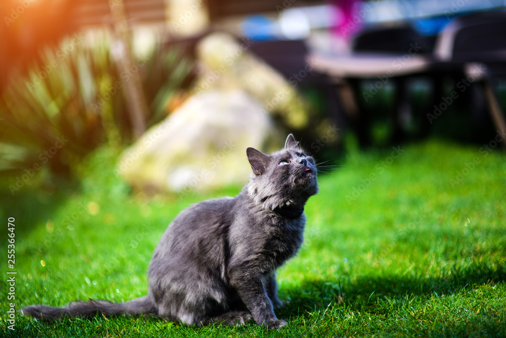 Sweet cat playing on green grass Sweet cat playing on green grass