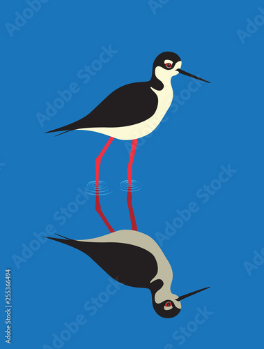 Black-necked Stilt bird (Himantopus mexicanus)