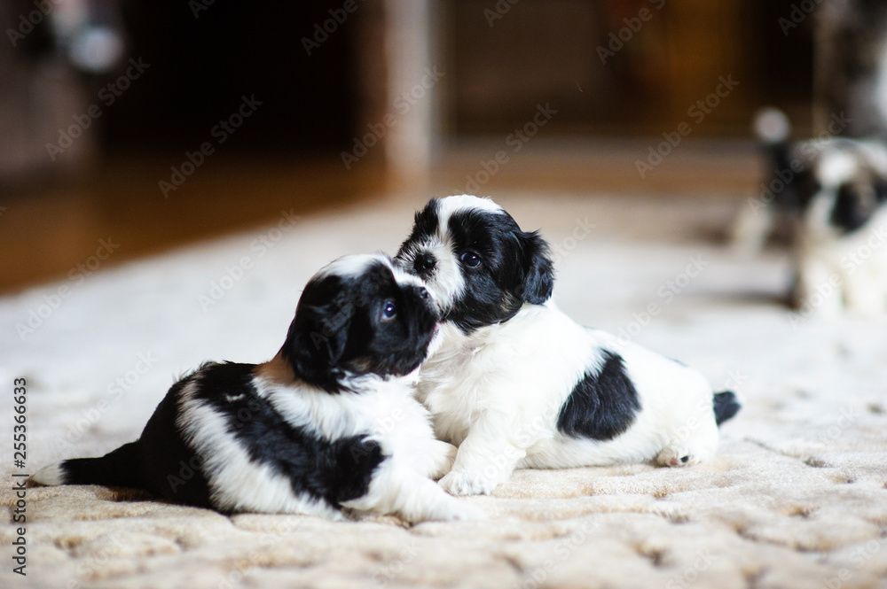 Cute playfu puppies