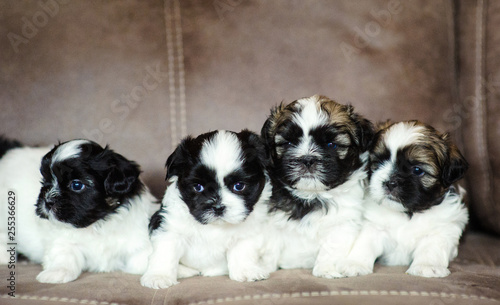 Cute playfu puppies © The Len