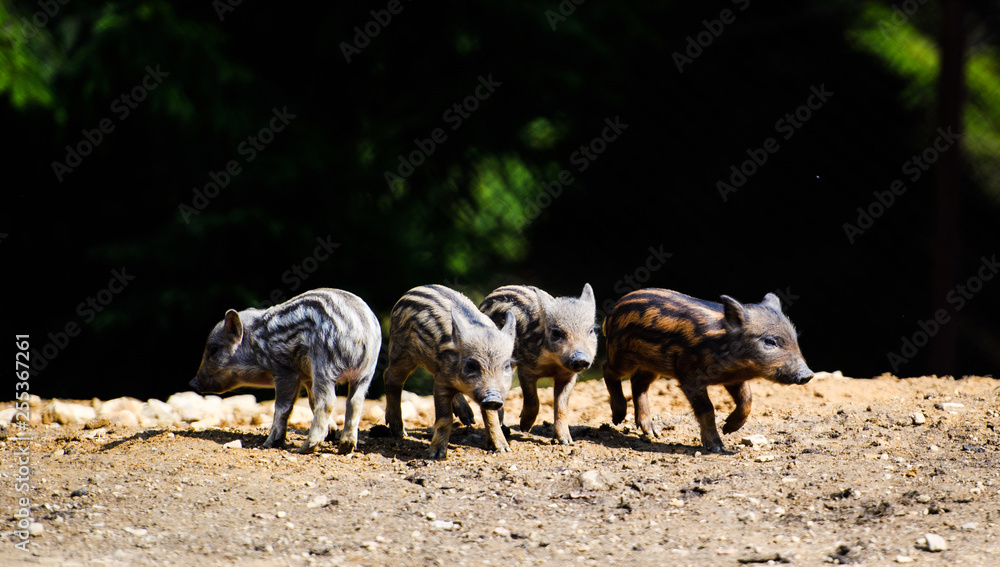 Wild boar in forest Wild boar in forest