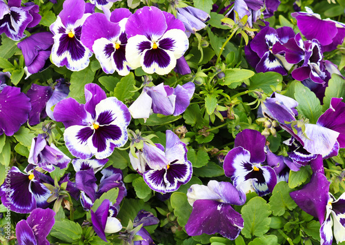 Beautiful violets for background 