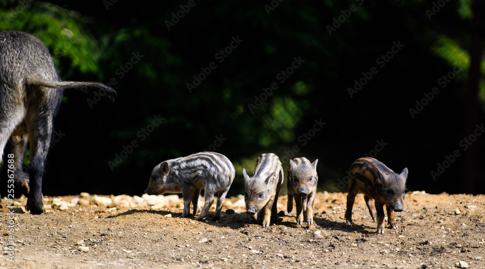 Wild boar in forest Wild boar in forest