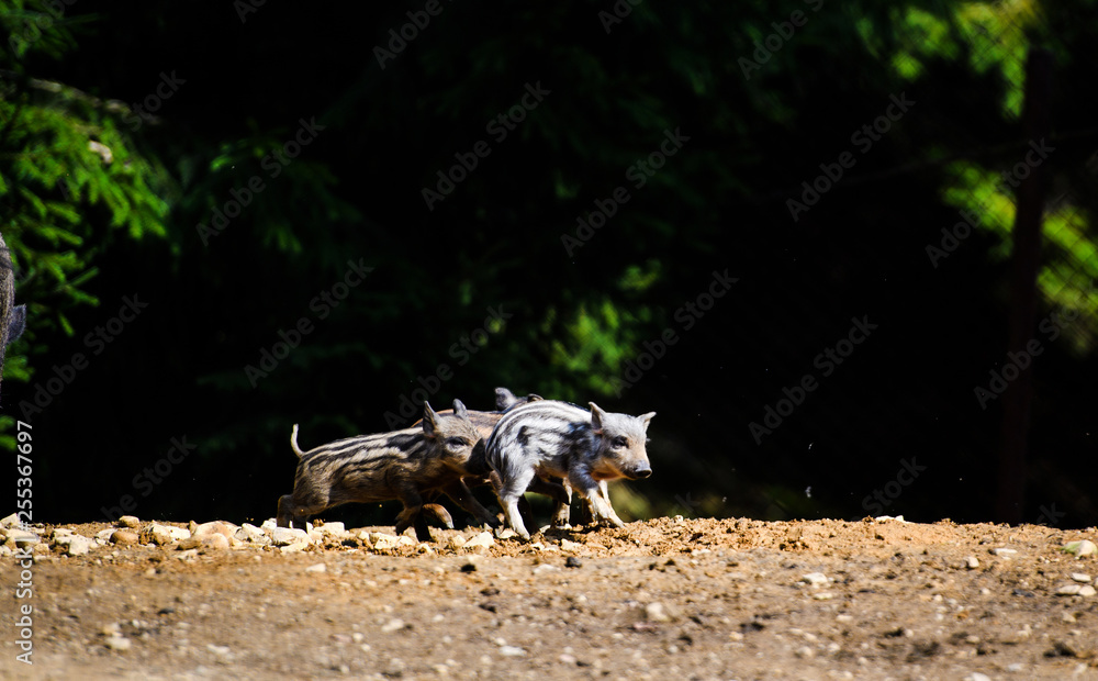 Wild boar in forest Wild boar in forest