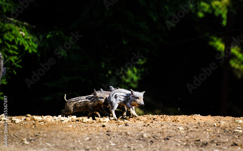 Wild boar in forest