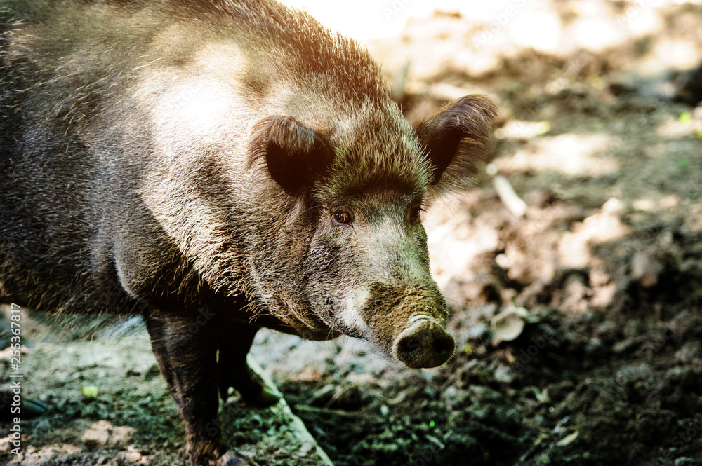 Wild boar in forest Wild boar in forest