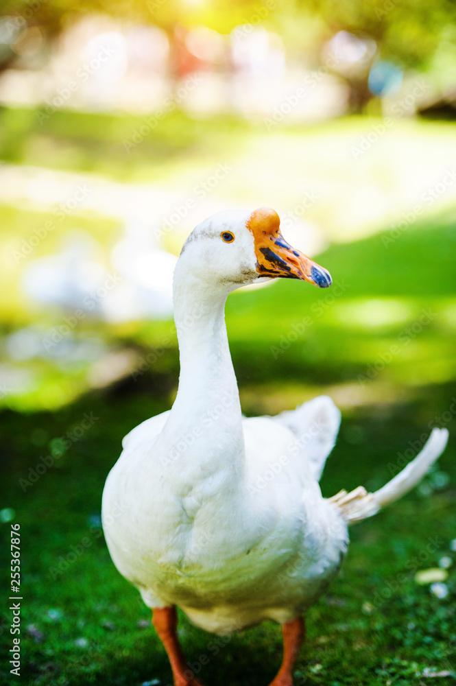 White domestic goose on a green meadow with flowers White domestic goose on a green meadow with flowers