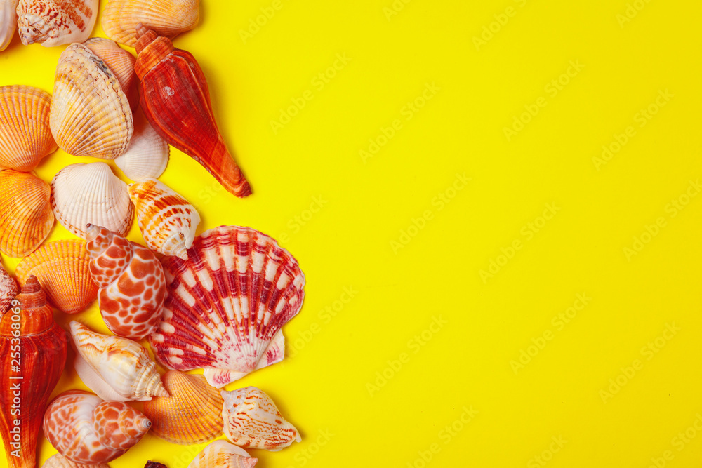 Seashells on a yellow background. Seashells on a yellow background.