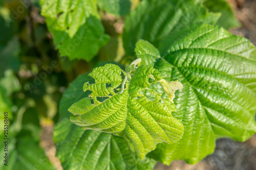 Damaged nut garden diseases. Closeup of hazelnut leaves with caterpillar holes photo