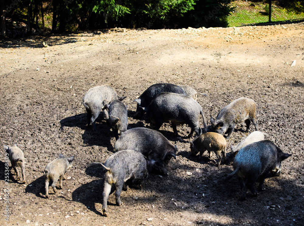 Wild boar in forest Wild boar in forest