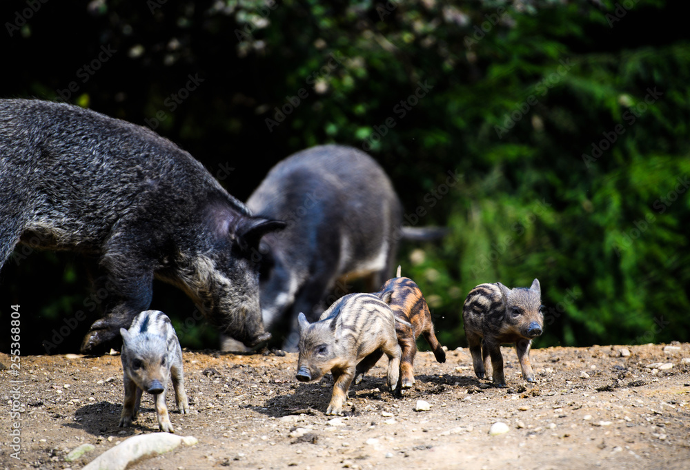 Wild boar in forest Wild boar in forest