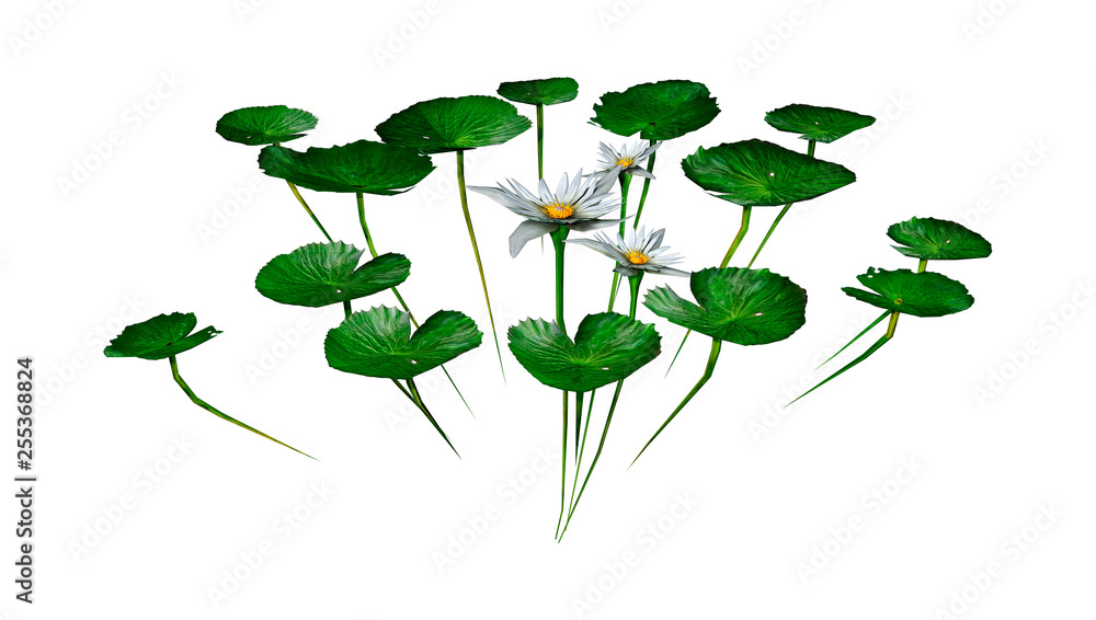 3D Rendering Waterlily Flowers on White