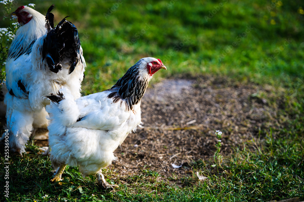 Fototapeta premium chicken on a farm