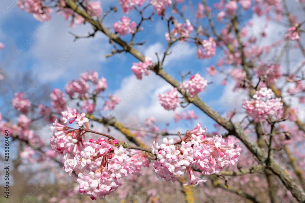 Viburnum bodnantense 'Dawn'