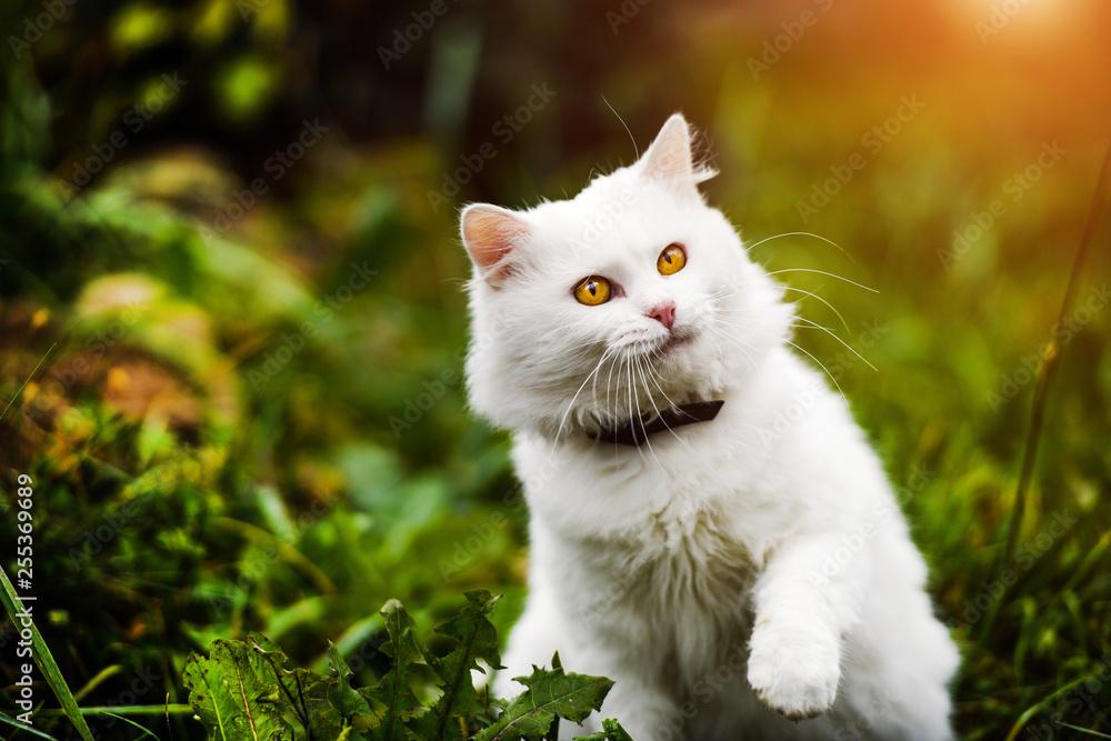Cute and fluffy white cat, very playful, with yellow eyes