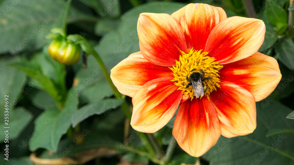 Blumen in Bielefeld Blumen in Bielefeld