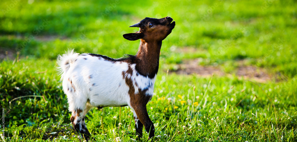 Brown baby goat kids stand in summer grass. Cute with funny. Brown baby goat kids stand in summer grass. Cute with funny.