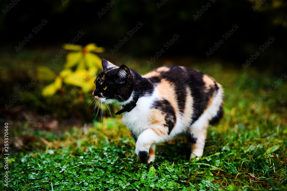 Young three-colored cat in the garden