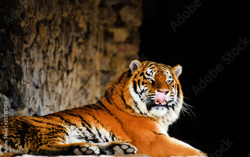 Great tiger male