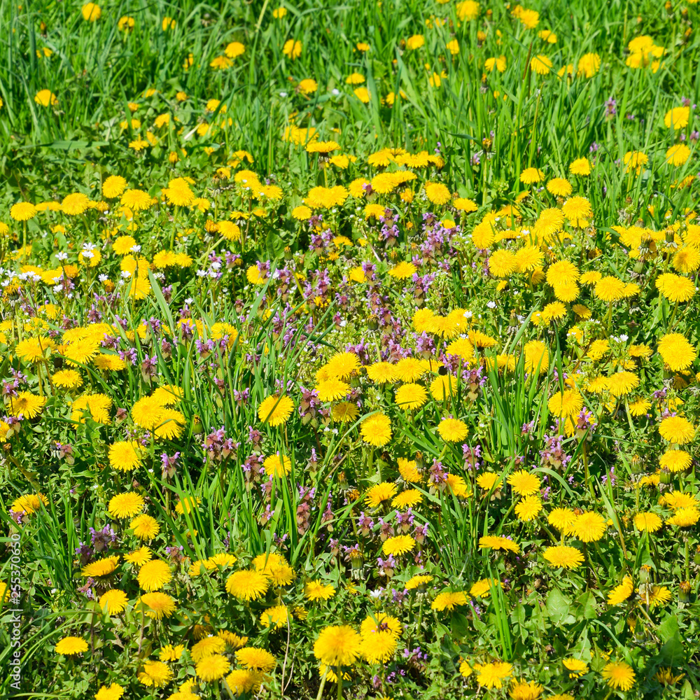 Obraz premium Flowering dandelions in the clearing. Meadow with dandelions.