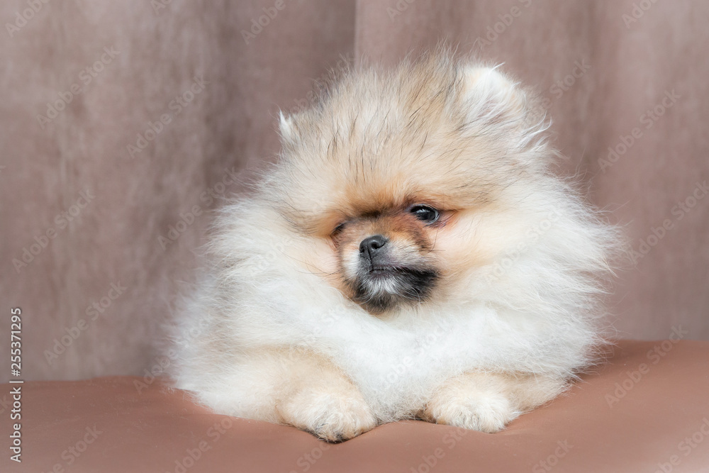 Cute Pomeranian puppy dog lying on golden satin pillow on the bed. Copy space for your text. Cute Pomeranian puppy dog lying on golden satin pillow on the bed. Copy space for your text.