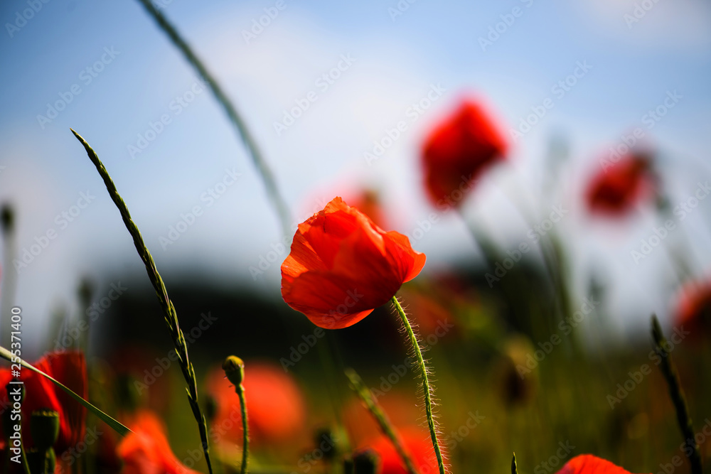 Obraz premium beautiful bright red poppy flowers with blue sky in background