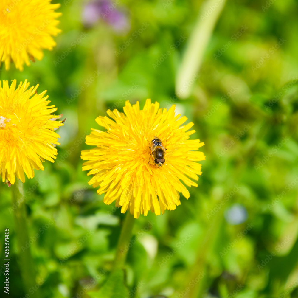 Flowering dandelions in the clearing. Meadow with dandelions. Flowering dandelions in the clearing. Meadow with dandelions.