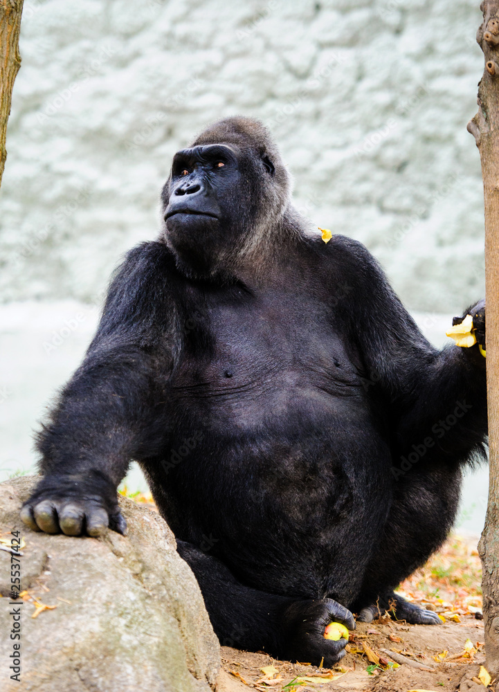 Obraz premium big beautiful gorilla