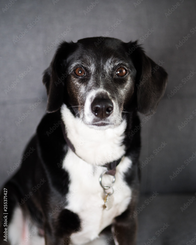 Black and white dog on couch