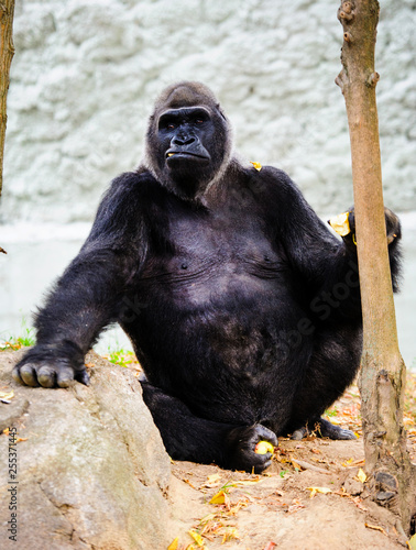 big beautiful gorilla
