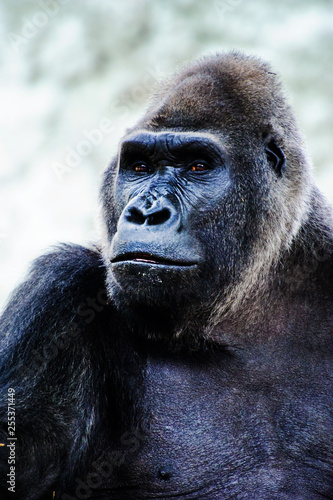 big beautiful gorilla © The Len