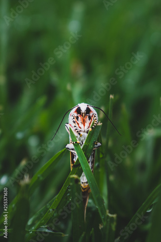 pretty white and orange moth on grass