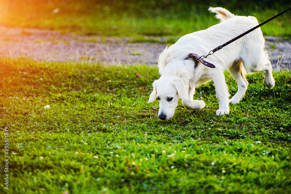 Fototapeta premium Golden retriever dog puppy in the park