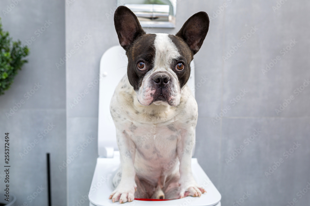French bulldog sitting on a toilet seat in bathroom French bulldog sitting on a toilet seat in bathroom