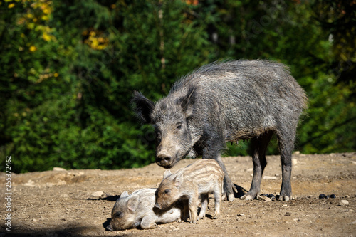Wild boar in forest © The Len