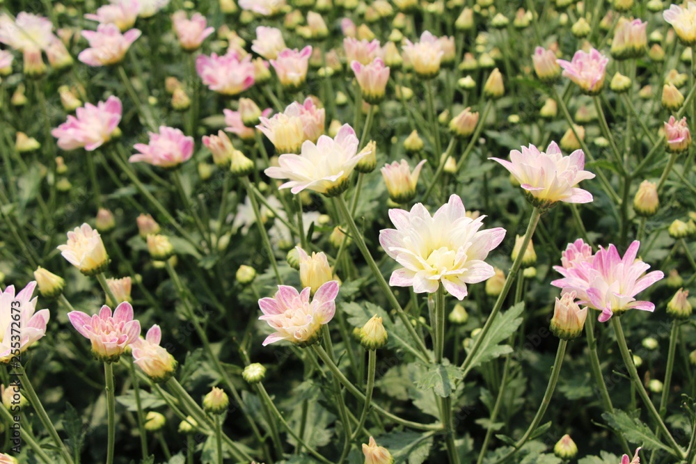 Chrysanthemums flower is beautiful in the garden Chrysanthemums flower is beautiful in the garden