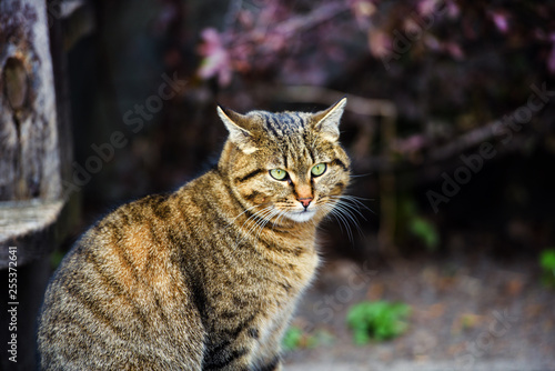 homeless cat outdoors © The Len