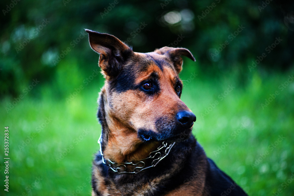 dog on green grass in the summer. dog on green grass in the summer.