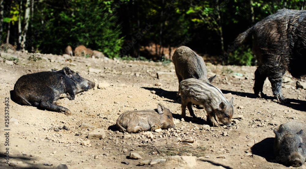 Wild boar in forest Wild boar in forest