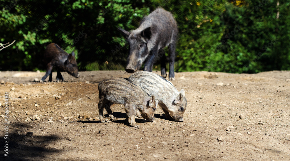 Wild boar in forest Wild boar in forest