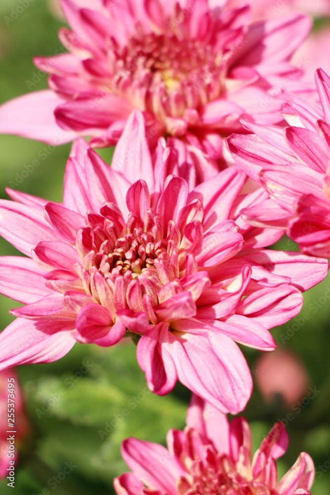 Chrysanthemums flower is beautiful in the garden Chrysanthemums flower is beautiful in the garden