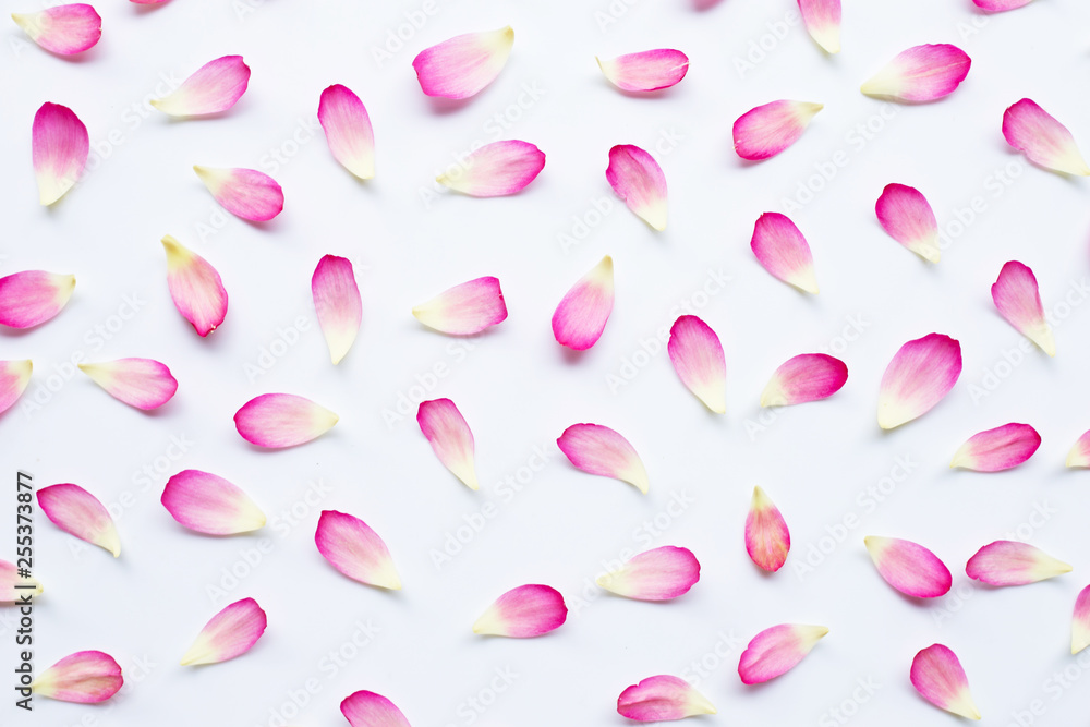 Lotus petals on white Lotus petals on white