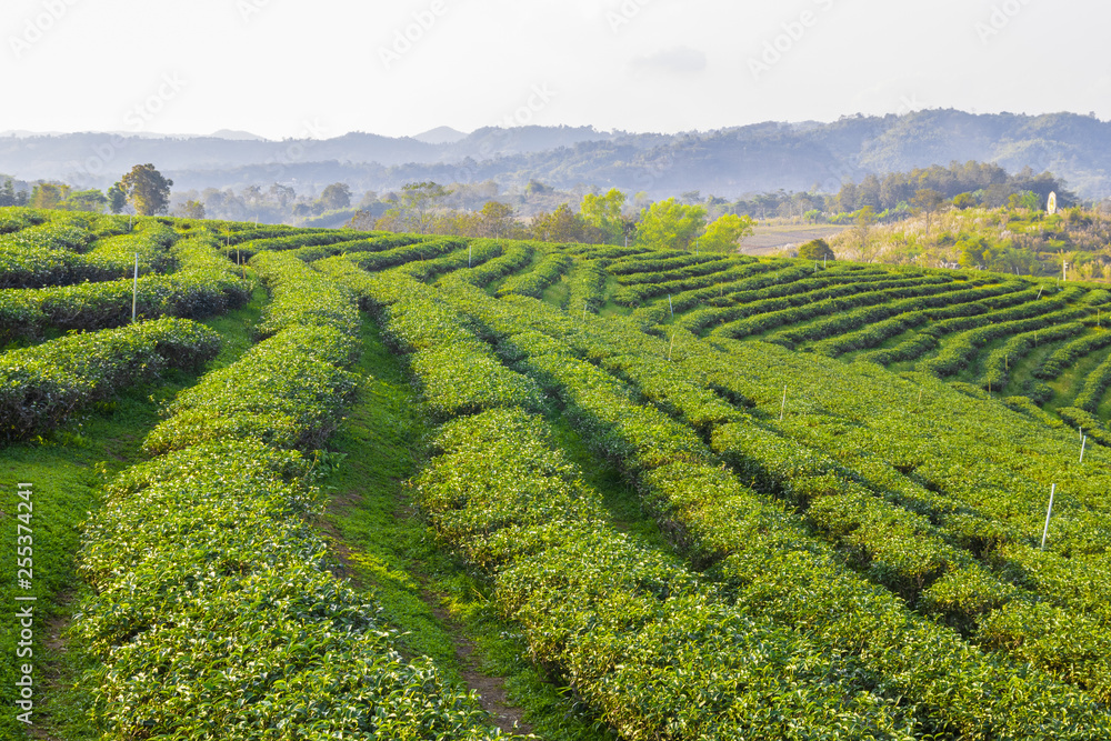 Landscape nature background green tea,Tea plantations in northern Thailand