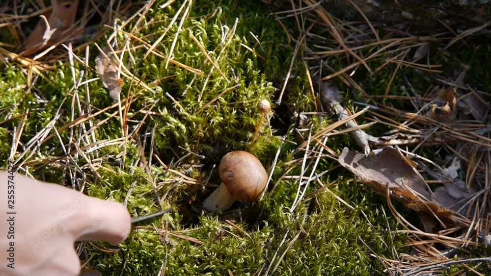 Mushroom in the forest. A girl cuts a mushroom with a knife. Close-up. Mushroom in the forest. A girl cuts a mushroom with a knife. Close-up.