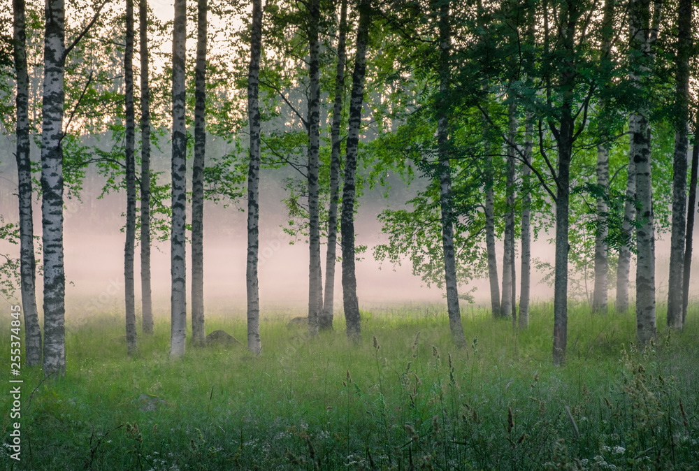 Fototapeta premium Scenic woodland landscape with foggy mood and birch trees at summer night in Finland