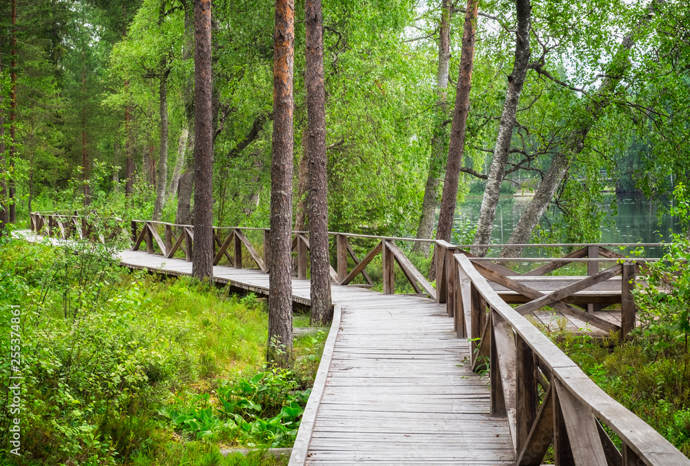 Forest landscape with wooden path and lush foliage trees at summer day in Finland Forest landscape with wooden path and lush foliage trees at summer day in Finland