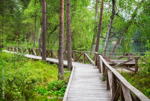 Forest landscape with wooden path and lush foliage trees at summer day in Finland